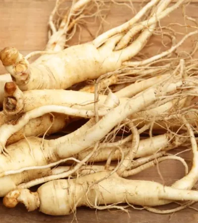 types of ginseng plant pictures