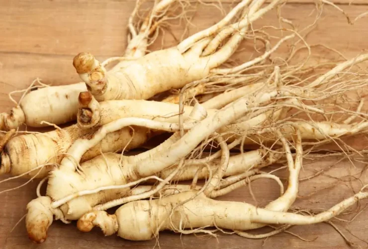 types of ginseng plant pictures