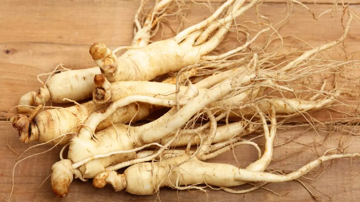 types of ginseng plant pictures