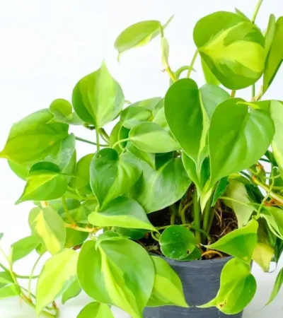 Philodendron Brasil