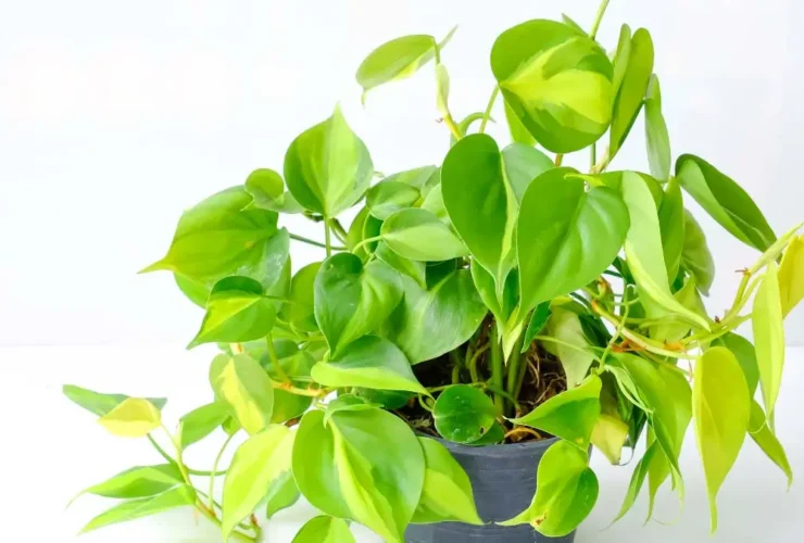 Philodendron Brasil